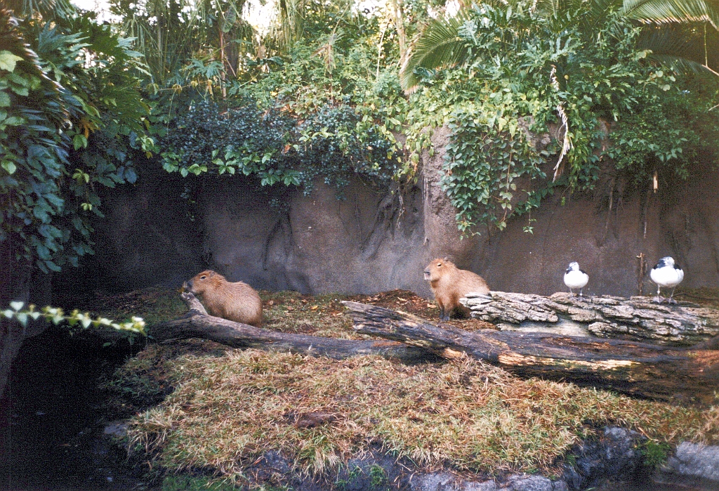 1999 - Floride 16.jpg